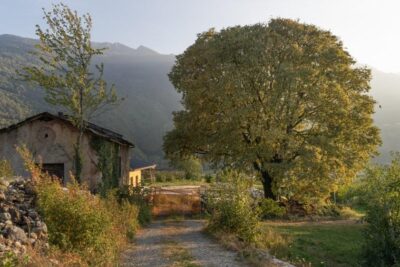 albero monumentale