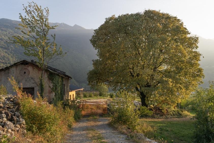 albero monumentale