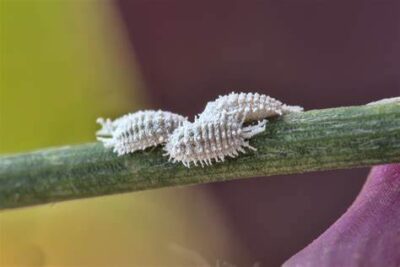 cocciniglia