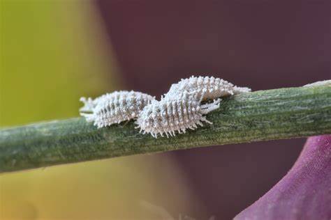 cocciniglia