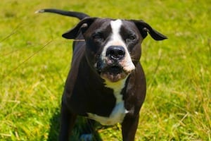 cane pitbull