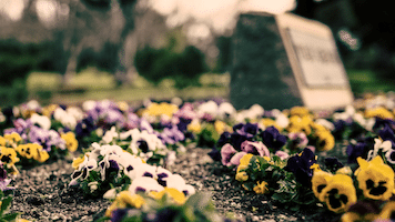 cimitero