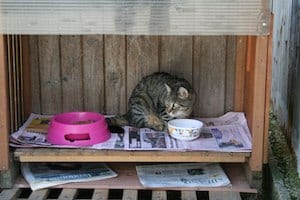 colonie feline