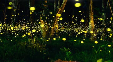 promenade nocturne