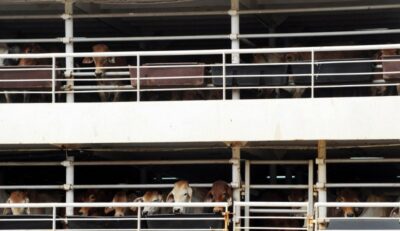 trasporto animali