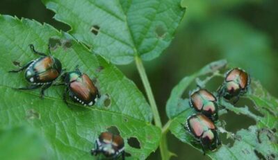 scarabeo giapponese