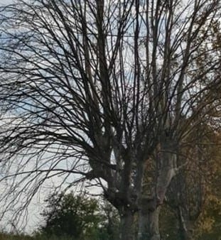 albero morto