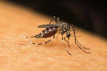 dengue zanzara