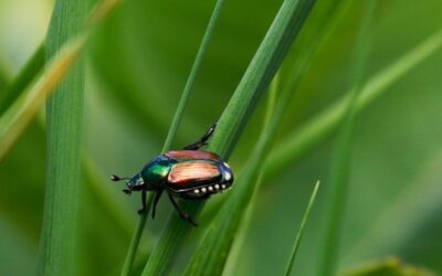 Popillia Japonica