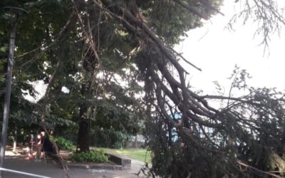 albero ramo caduto