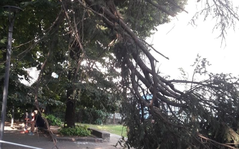 albero ramo caduto