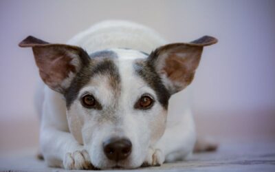 cane abbandono