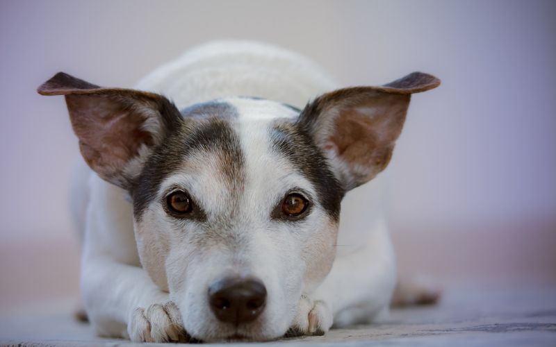 cane abbandono