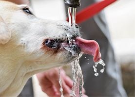 emergenza caldo