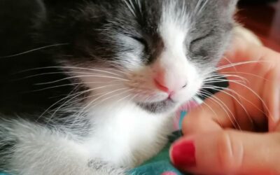 gatto enpa