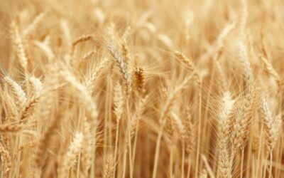 grano