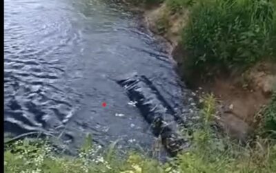 pesce vivo pieve e
