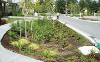 raingarden