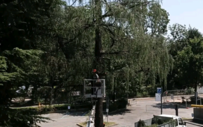 Albero saronno
