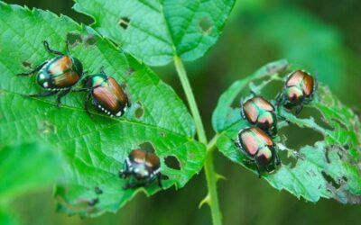 Popillia Japonica