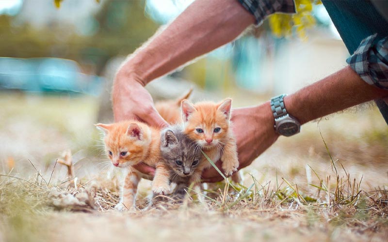abbandono animali