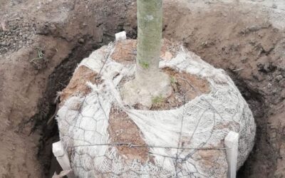 alberi albero piantumazione