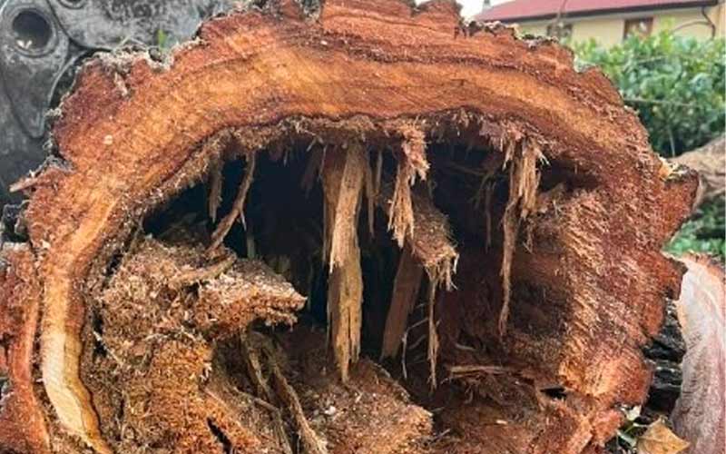 albero abbattuto Rho