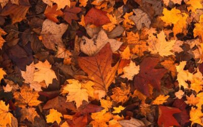 autunno foglie