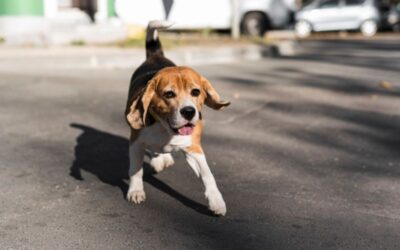 cane cani abbandono