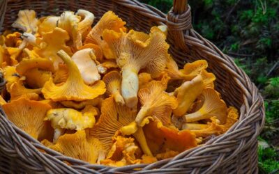 funghi