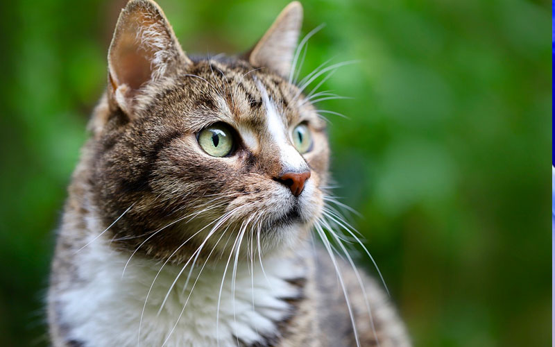 gatto