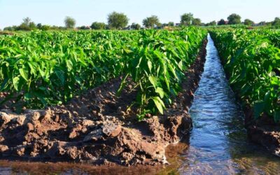 risorse idriche agricoltura