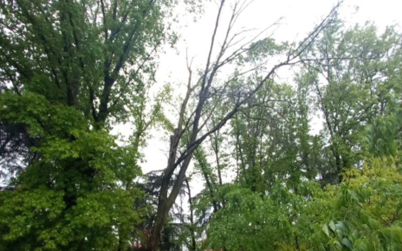 alberi abbattimento