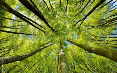 alberi abbattimento