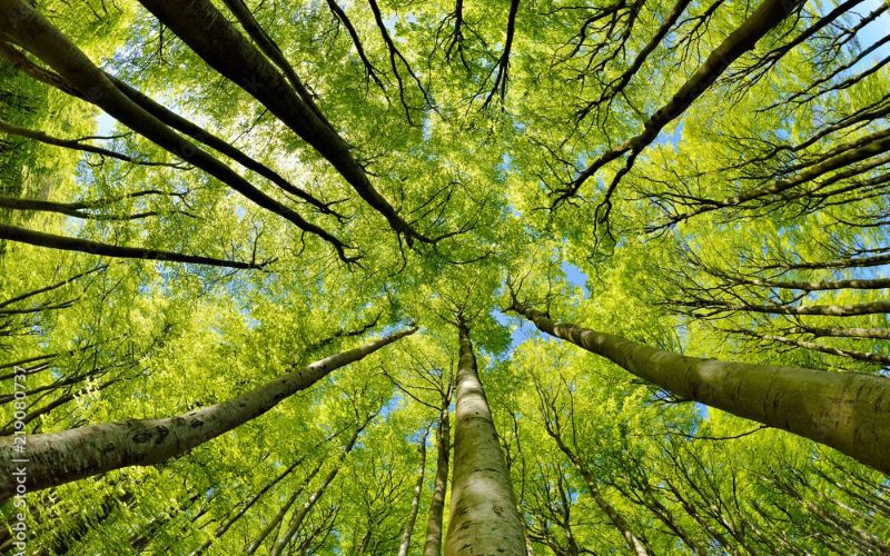 alberi abbattimento