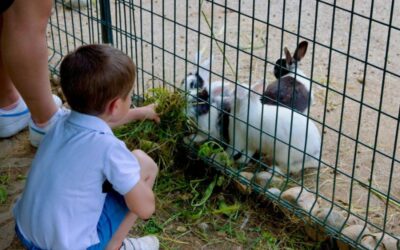 animali conigli