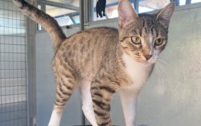 gatto gattile canile enpa