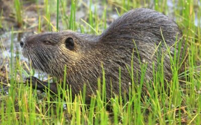 nutria1