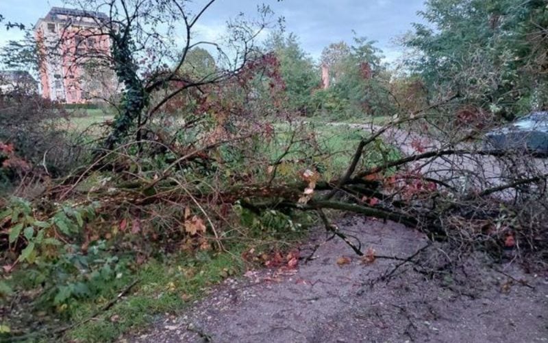 segrate albero caduto