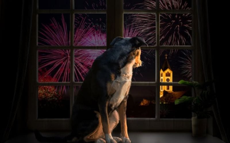 capodanno senza botti