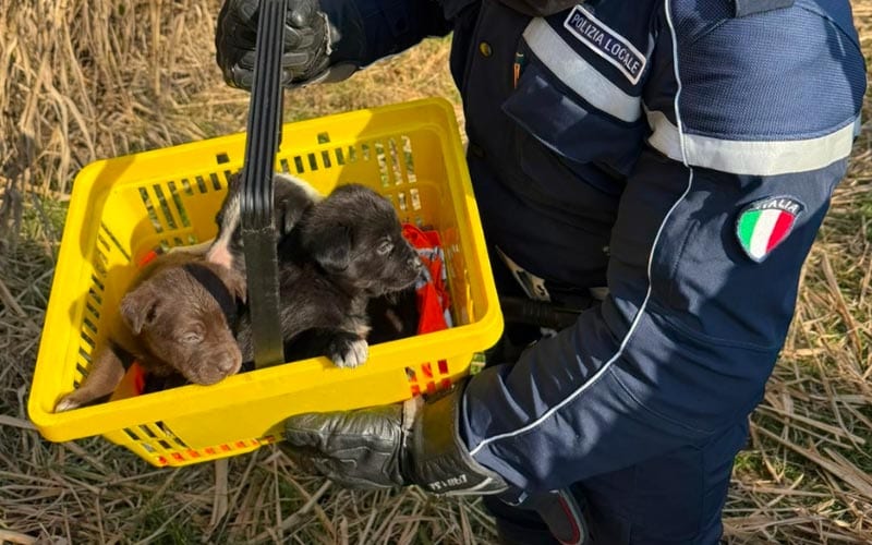 cuccioli San Donato