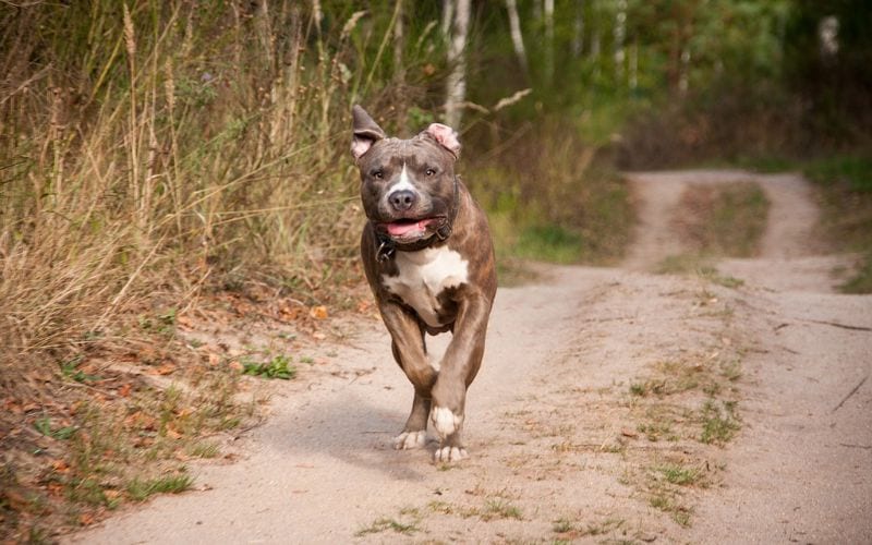 pitbull