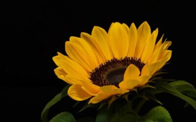 girasole