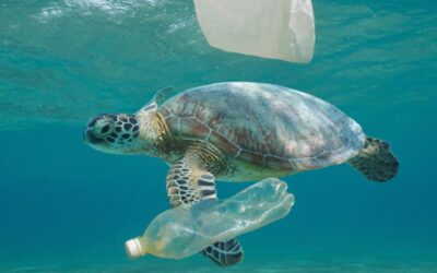 mare plastica oceani oceano inquinamento