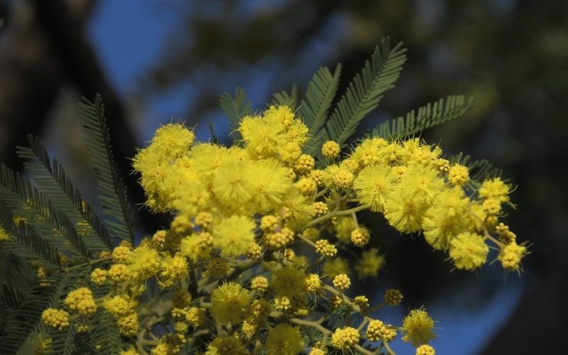 mimosa ok
