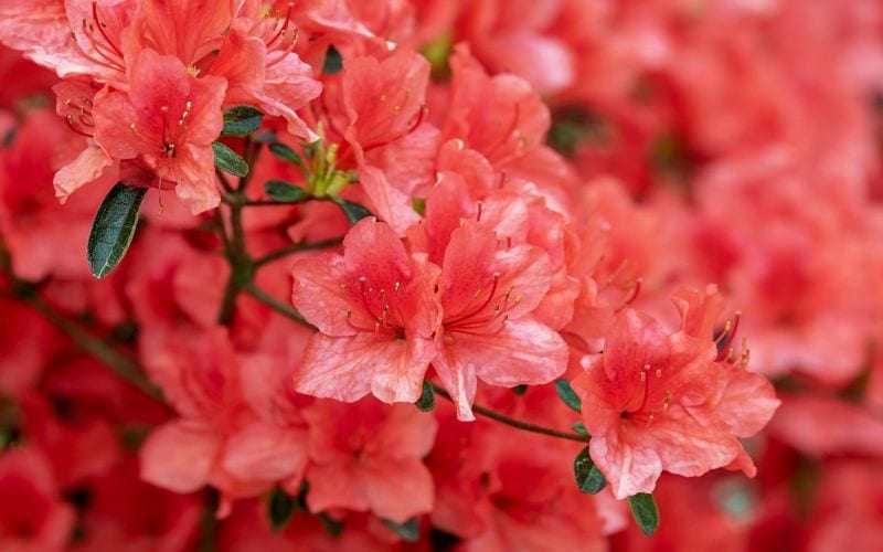 azalea ricerca