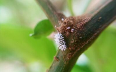cocciniglia