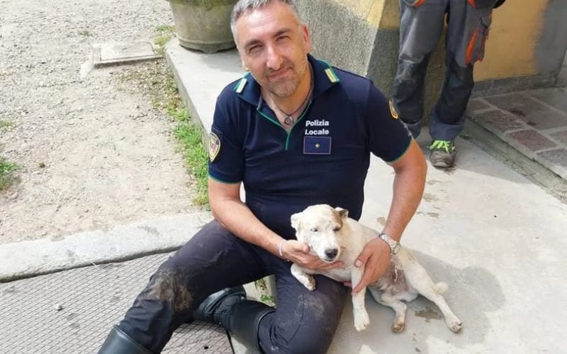 pantigliate cane salvo