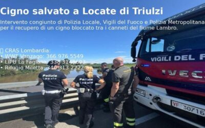 cigno locate