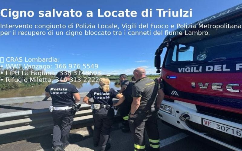cigno locate